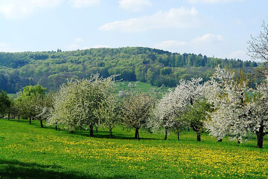 Bild einer Streuobstwiese mit blühenden Obstbäumen